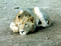 Simba from Africa